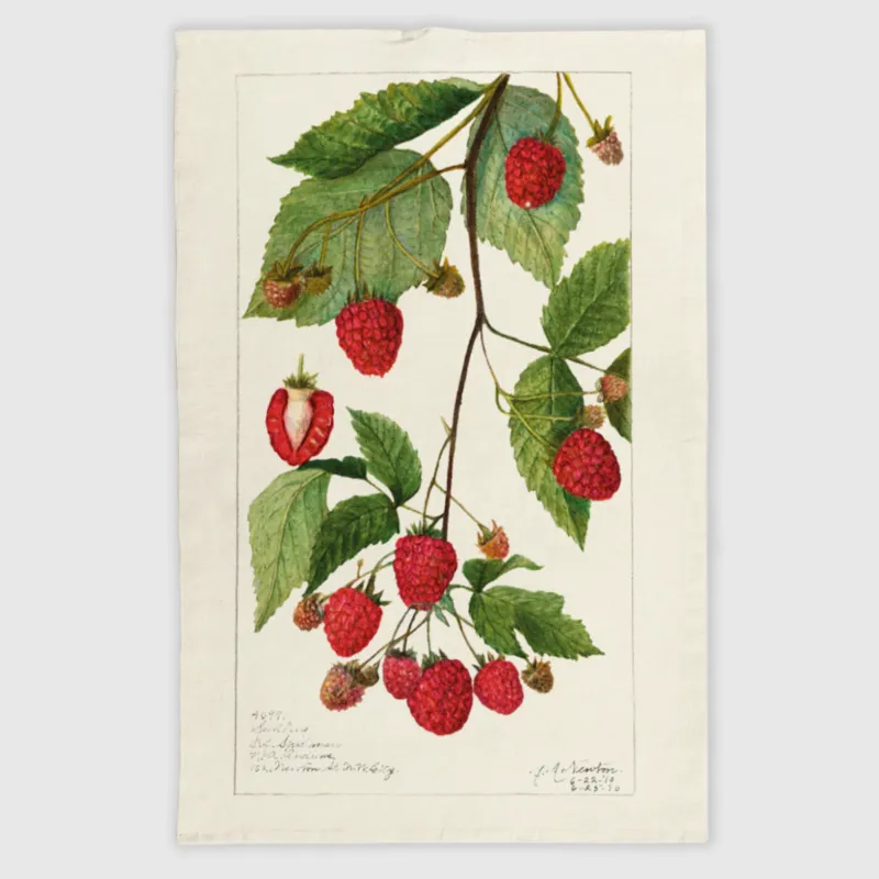Super okazja Ścierka kuchenna lniana - Maliny 50x70 cm -